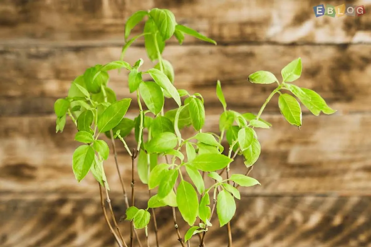 The Health Benefits of Tulsi: A Natural Wonder