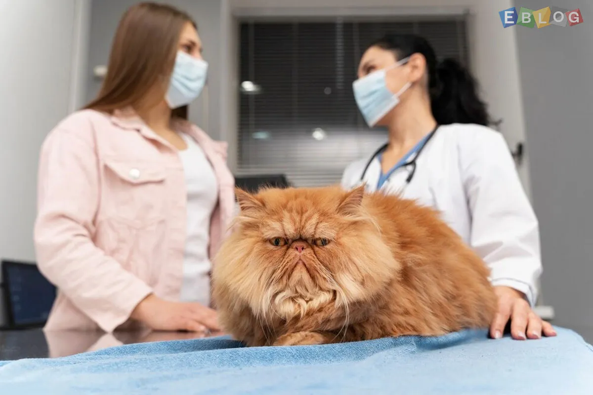 The Importance Of Regular Vet Check Ups For Your Furry Friend