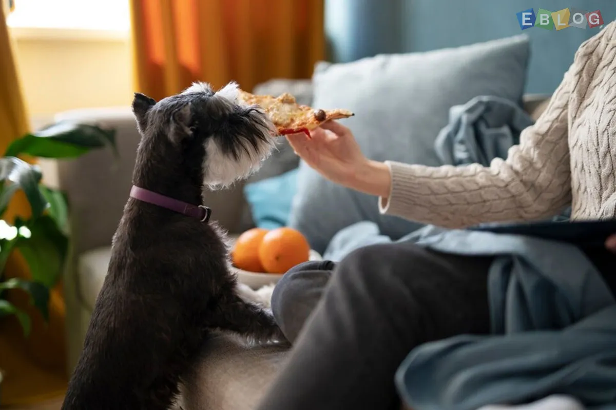 Understanding The Impact Of Diet On Your Pet's Wellbeing